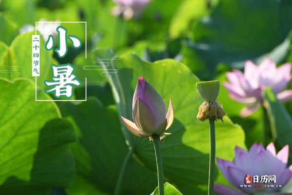 小暑文字版