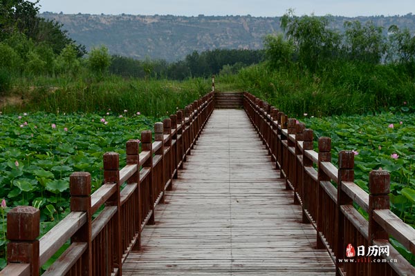 自然风景荷花池木桥