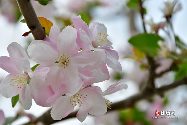 粉红透白的西府海棠花