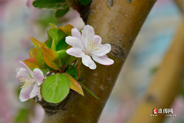 缝隙里粉红透白的西府海棠花
