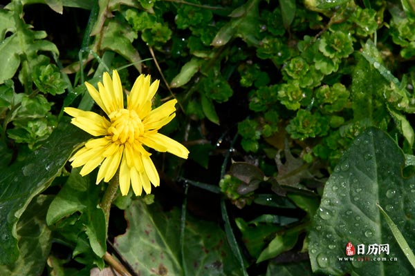 绿叶和黄色的花