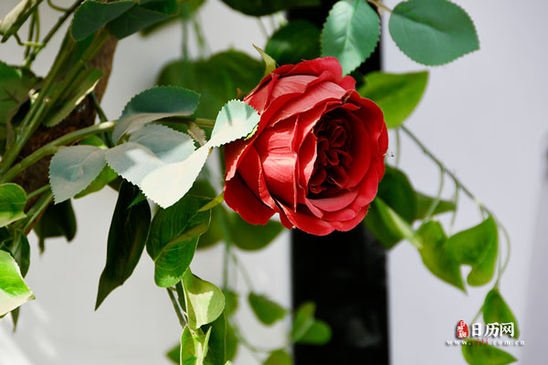 植物之一朵玫瑰花