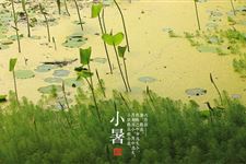 2014年小暑是哪一天,小暑养生