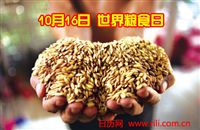 世界粮食日活动策划书