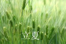 立夏是什么时候?立夏吃什么?立夏是什么意思?