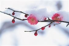 2015年大寒节气如何养生