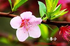 春分是什么意思:昼夜长短几乎相等