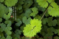夏至农事要关注哪些地方