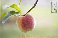 夏至在农事上面要做些什么