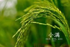 小满节气物候