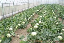 “芒种”时节蔬菜生产管理4点建议