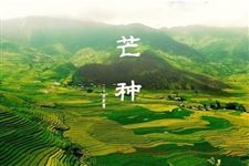 芒种时节蔬菜生产管理4点建议