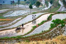 芒种节气养生