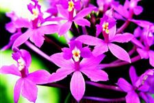 芒种习俗有哪些 芒种节气习俗
