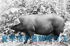夏季猪中暑防治措施