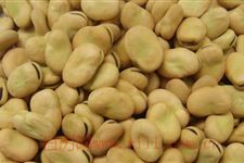 大寒蚕豆培育措施