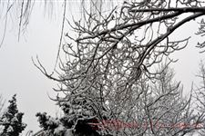 大寒应该吃什么