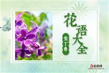 紫丁香的花语是什么?紫丁香花语大全及故事