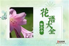 粉百合花的花语是什么?粉百合花象征意义及传说