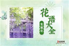 紫藤花的花语是什么?紫藤花花语大全及美丽传说
