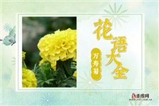 万寿菊的花语是什么？万寿菊花语大全及美丽传说