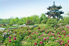2015年洛阳牡丹节是什么时候