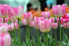 2015年常州郁金香节是什么时候