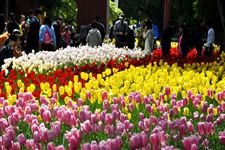 2015年北京中山公园郁金香花展是什么时候