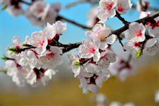 2015年凤凰岭杏花节是什么时候