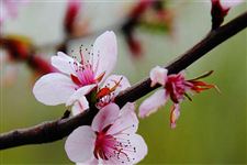 2015年佛光山杏花节是什么时候