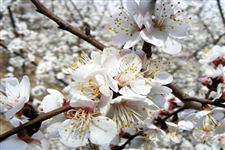 2015年新密伏羲山杏花节是什么时候