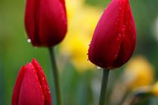 2015年东钱湖郁金香节是什么时候