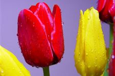 2015年顺义鲜花港郁金香节是什么时候