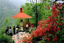 2015年汝阳西泰山杜鹃花节是什么时候
