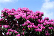 2015年南川金佛山杜鹃花节是什么时候