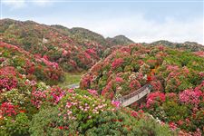 2015年毕节百里杜鹃花节是什么时候