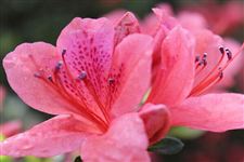 2015年大珠山杜鹃花节是什么时候