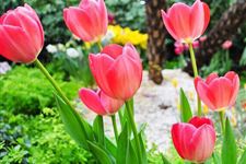 2015年武汉植物园郁金香节是什么时候