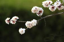 2015年泥河湾杏花节是什么时候