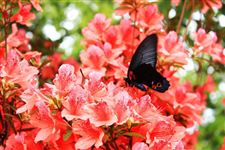 2015年第六届井冈山杜鹃花节是什么时候