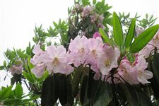 2015年天台山云锦杜鹃节是什么时候