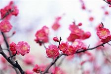 2015年红叶谷梅花节是什么时候