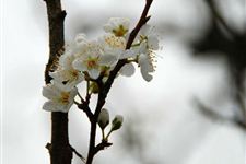 2015年荔波梅花节是什么时候