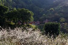 2015年新兴梅花节是什么时候