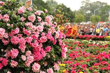 2015年南宁大明山杜鹃花节是什么时候