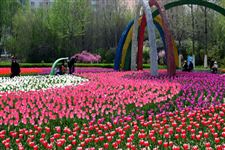 2015年西宁郁金香节是什么时候