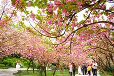 2015年重庆南山樱花节是什么时候