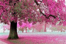 2015年上海松江樱花节是什么时候