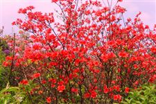 2015年阳明山杜鹃花节是什么时候