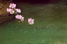 2015年光雾山杜鹃花节是什么时候